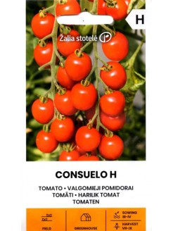 Pomidor 'Consuelo' H, 10 nasion