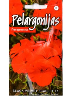 Pelargonia pasiasta 'Black velvet Scarlet' H, 5 nasion