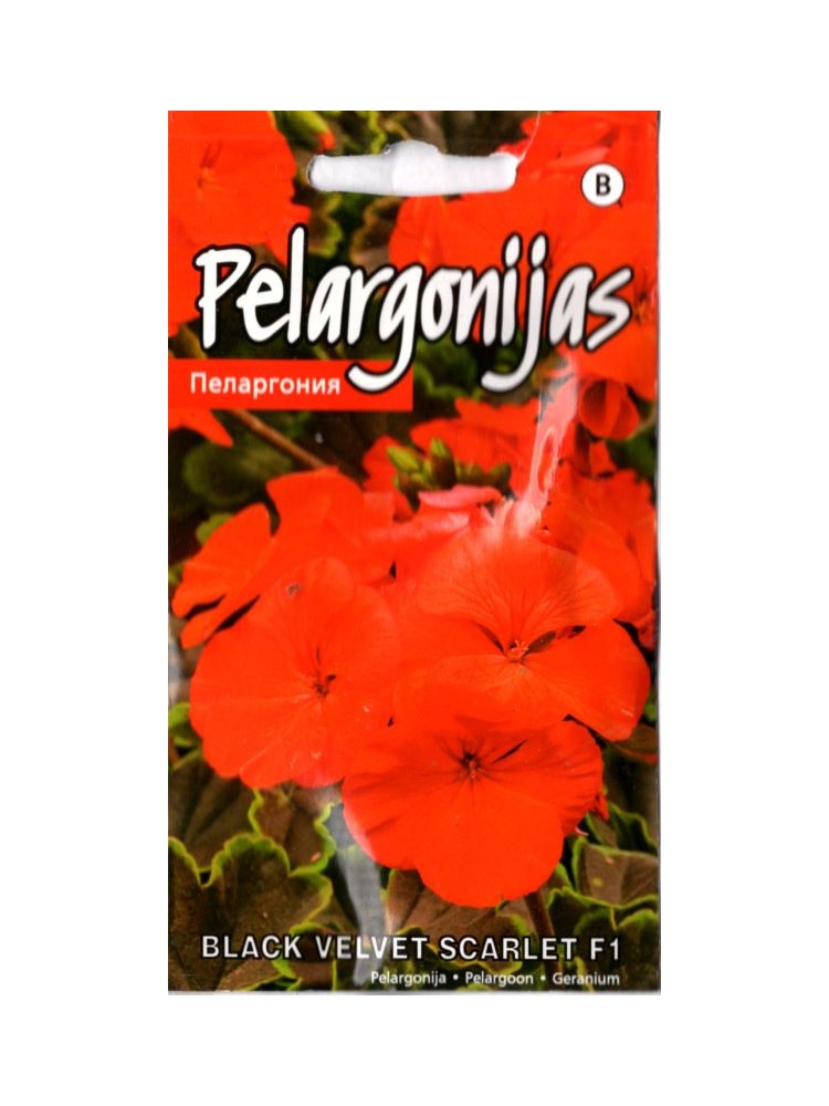 Pelargonia pasiasta 'Black velvet Scarlet' H, 5 nasion