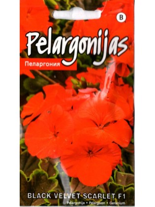 Pelargonia pasiasta 'Black velvet Scarlet' H, 5 nasion