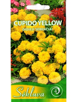 Aksamitka wzniesiona 'Cupido Yelllow' 0,3 g