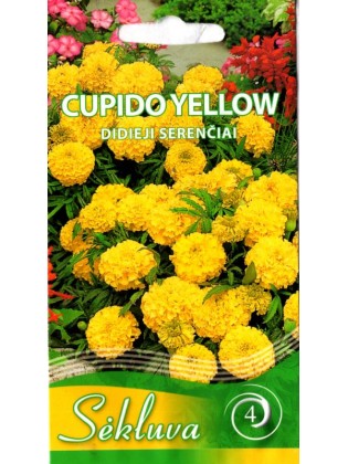 Aksamitka wzniesiona 'Cupido Yelllow' 0,3 g