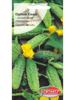 Ogórek siewny 'Cezar' H, 3 g